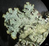 Punctelia caseana image