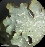 Punctelia caseana image