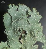 Punctelia caseana image
