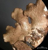 Punctelia caseana image