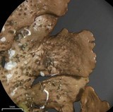 Punctelia caseana image