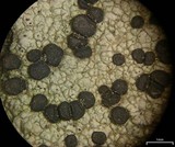 Rhizocarpon rubescens image