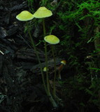 Mycena crocea image