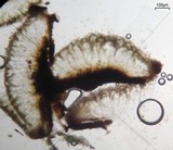 Rhizocarpon rubescens image