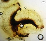 Rhizocarpon rubescens image