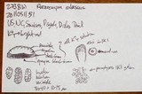 Rhizocarpon rubescens image
