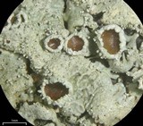 Xanthoparmelia conspersa image