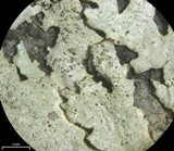 Xanthoparmelia conspersa image