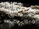 Ceratiomyxa fruticulosa var. fruticulosa image