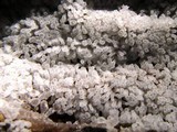 Ceratiomyxa fruticulosa var. fruticulosa image