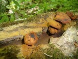Pholiota granulosa image
