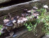 Coprinopsis variegata image