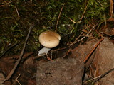 Hygrophorus pudorinus image