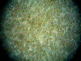 Pholiota granulosa image