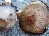 Coprinopsis variegata image