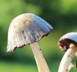Coprinopsis variegata image