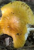 Hymenopellis megalospora image