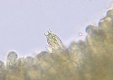Hymenopellis megalospora image