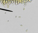 Hymenopellis megalospora image