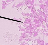 Hymenopellis megalospora image