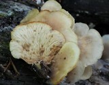 Lentinellus castoreus image