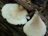 Lentinellus castoreus image
