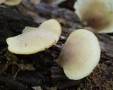 Lentinellus castoreus image