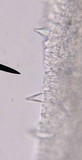 Lentinellus castoreus image