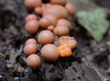 Lycogala epidendrum image