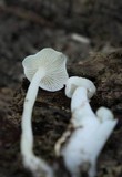 Hemimycena cucullata image