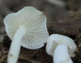 Hemimycena cucullata image