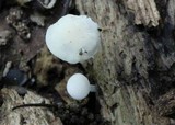 Hemimycena cucullata image