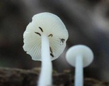 Hemimycena cucullata image