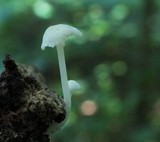 Hemimycena cucullata image