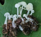 Hemimycena cucullata image