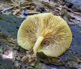 Tricholomopsis decora image