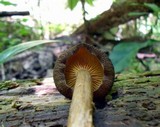 Tricholomopsis formosa image