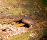 Tricholomopsis formosa image