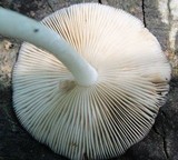 Bolbitius reticulatus image