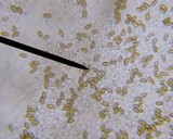 Bolbitius reticulatus image