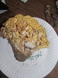 Ramaria magnipes image