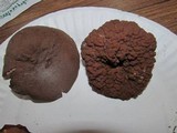 Discina ancilis image