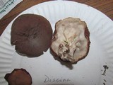 Discina ancilis image