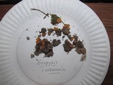 Geopyxis carbonaria image