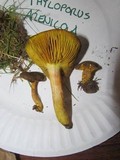Phylloporus arenicola image