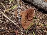 Discina ancilis image