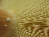 Lactarius volemus image