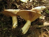 Lactarius argillaceifolius var. argillaceifolius image