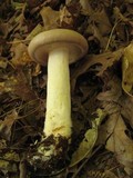 Lactarius argillaceifolius var. argillaceifolius image