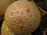 Amanita persicina image